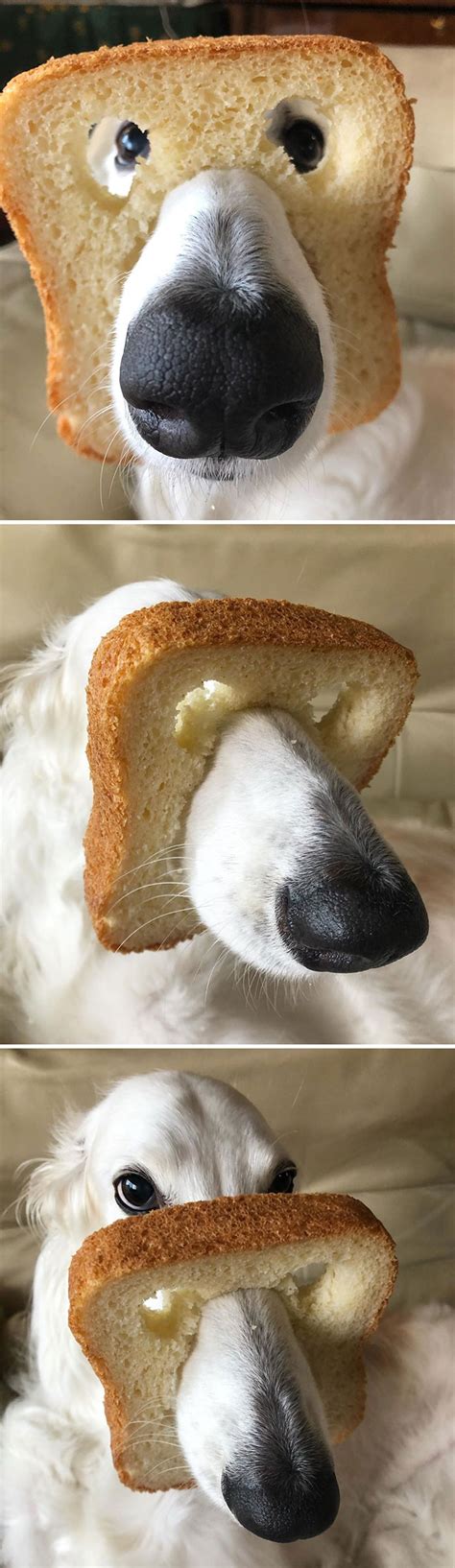 The Internet Is Loving ‘Inbread’ Animals And Here Are The 30 Funniest Ones | Bored Panda