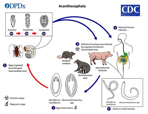 Acanthocephala Life Cycle - Encyclopedia of Arkansas