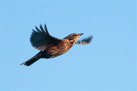 Redwing and rarer relatives photo ID guide - BirdGuides