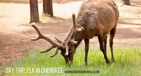 Your Kids Can See Elk at the Oconaluftee Visitor Center in Cherokee