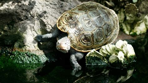 Diamondback Terrapin Size: How Big Are Diamondback Terrapins? – The Turtle Hub