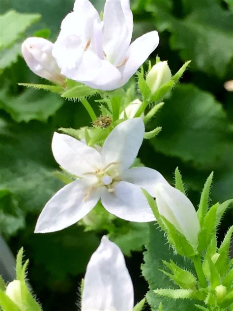 Campanula poscharskyana Alba | Wholesale Nursery - Nurseries in ...