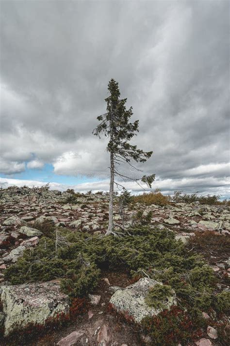 Old Tjikko, the Oldest Tree in the World. Stock Photo - Image of colorful, fulufjället: 232034074