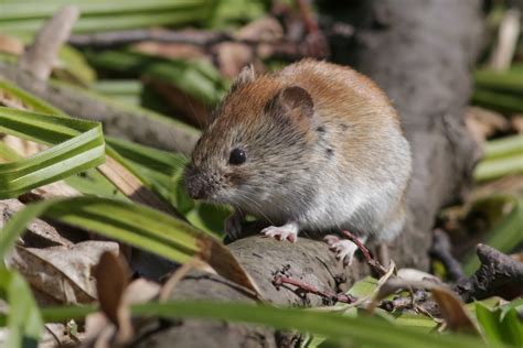 What Are Voles? Everything You Need To Know | Environmental Pest Management