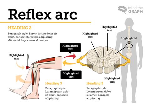 Babinski Reflex Pathway