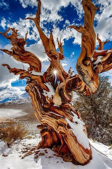 Ancient Bristlecone Pine, The Sierra Nevada, California | Bristlecone pine, Bristlecone pine ...