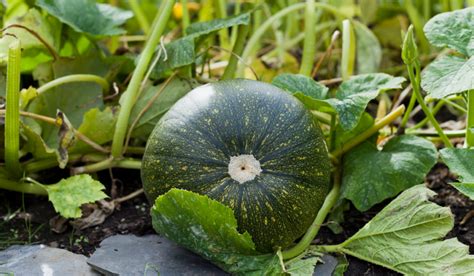 5 Types of Green Pumpkins - Crate and Basket