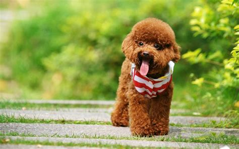 Toy Poodle Wallpapers - Wallpaper Cave