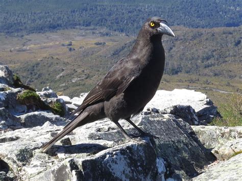 Black Currawong | NatureRules1 Wiki | Fandom