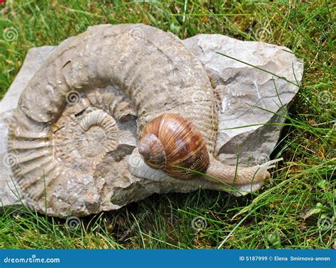 Snail on the fossil stock image. Image of natural, shell - 5187999