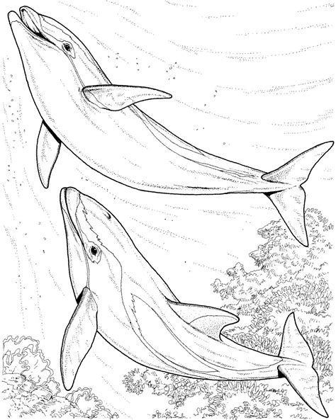 Dolphin Coloring Pages