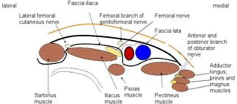 Fascia Iliaca Block Surface Anatomy