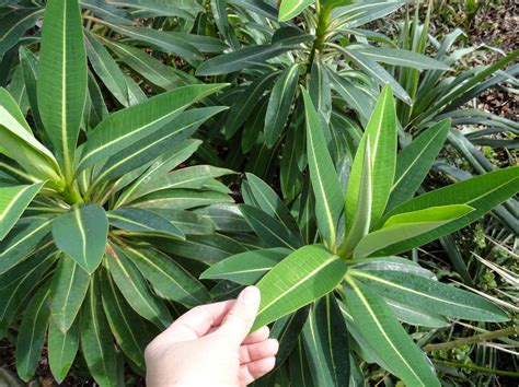 danger garden: Euphorbia stygiana; my favorite plant in the garden this week…