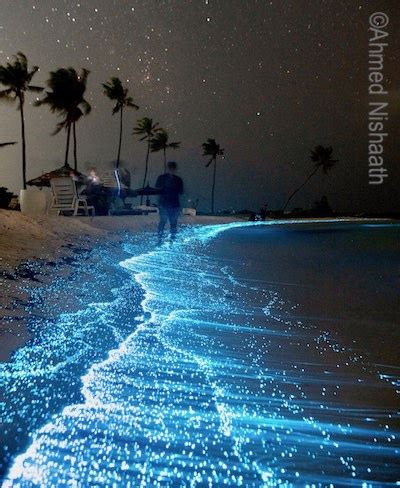 Krabi, Thailand's Blue Bioluminescent Plankton in 2024