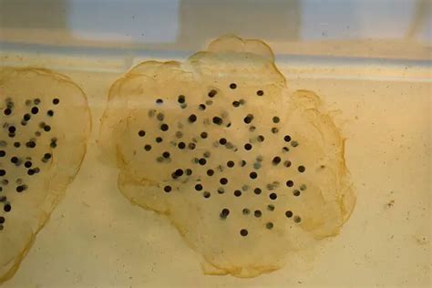 Spotted Salamander Eggs: Facts & Identification (+ Pictures)