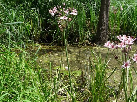 Toronto Wildlife - Flowering-rush Family