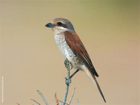 Red-backed Shrike | KuwaitBirds.org