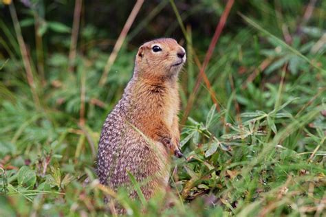 Arctic Ground Squirrel: This Is The Toughest Squirrel Species Ever ...