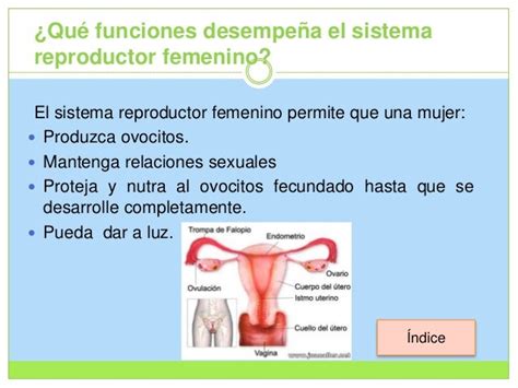 Sistema Reproductor Femenino Externo