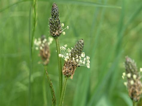 English Plantain - Watching for WildflowersWatching for Wildflowers