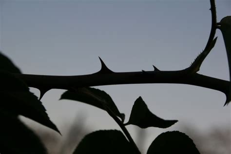 Thorns On Rose Bush Free Stock Photo - Public Domain Pictures