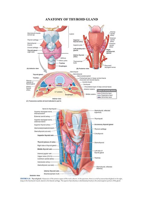 Anatomy OF Thyroid Gland - ANATOMY OF THYROID GLAND TOPOGRAPHY: Anterior neck at the level of ...