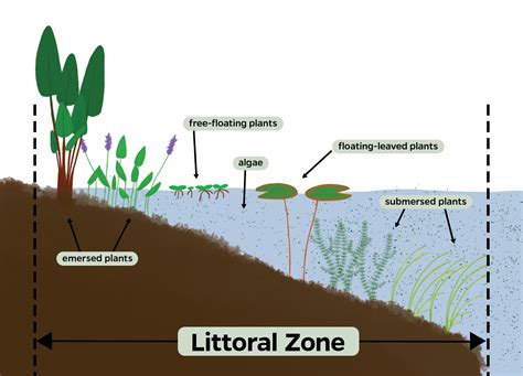 Water Talk: Improving the Water Quality In Your Pond - UF/IFAS Extension Sarasota County