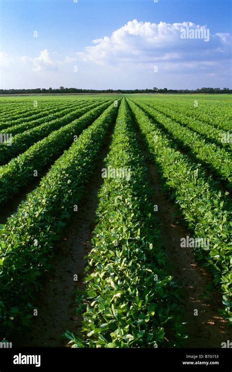 Peanut field hi-res stock photography and images - Alamy