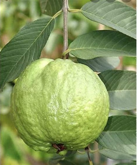 White Guava Plant-1 Starter Live Tropical Fruit Tree – Sapodilla Gardens