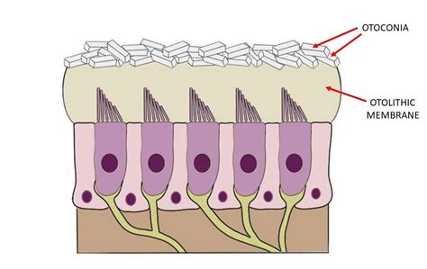 Otolithic membrane - definition — Neuroscientifically Challenged