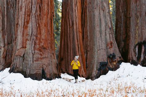 Guide To Visiting Sequoia National Park In The Winter