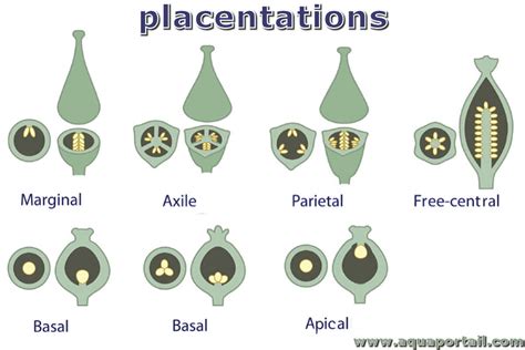 Placentation : définition et explications