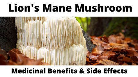 Lion’s Mane Mushroom: Medicinal Benefits and Side Effects - YouTube