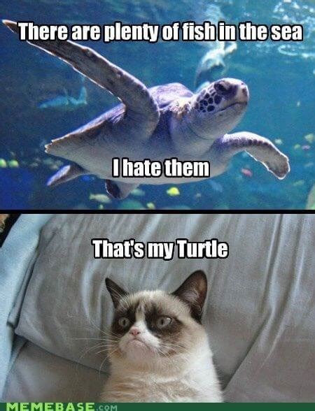 29 Hilarious Turtle Memes That Are So Funny They're Actually Dangerous