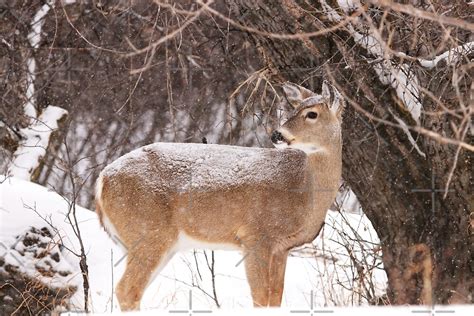 "Whitetail in the Snow" by Alyce Taylor | Redbubble