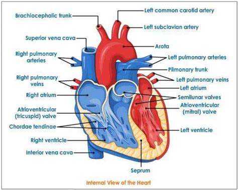 Interior Of The Heart Diagram | MedicineBTG.com