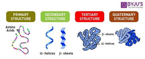 Monomer Structure Of Proteins