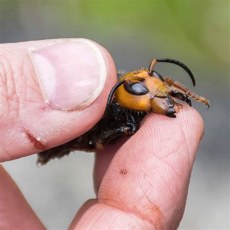 Mistaken identity: Cicada killer wasps aren't Asian giant hornets | Oregon | capitalpress.com