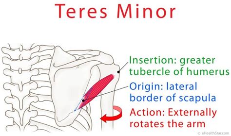 Teres Minor Action, Hornblower's Test for Tear and Pain | eHealthStar