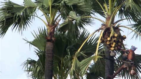 Toddy (Kallu) Collection On Palm Tree - YouTube