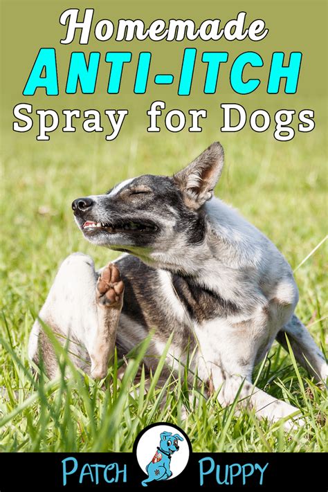 Homemade Dog Anti Itch Spray