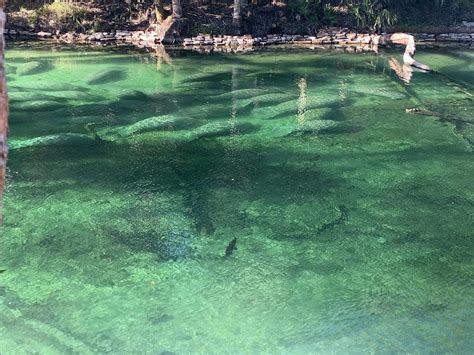 Manatee migration Photograph by Noah Slade - Fine Art America