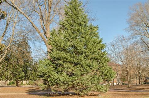 Facts About Cedar Trees - Learn How To Care For A Cedar Tree | Gardening Know How