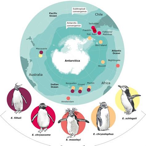 Sample locations. Locations of samples obtained from Eudyptes species ...