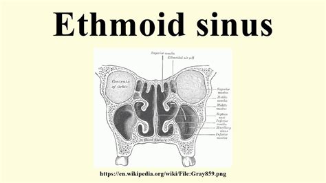 Ethmoid sinus - YouTube