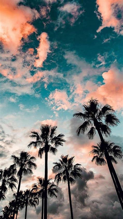 Palm trees, beach, palms, south, HD phone wallpaper | Peakpx