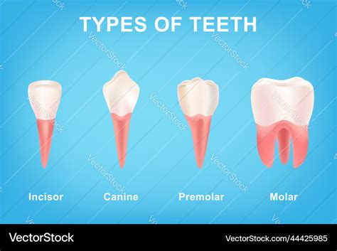 Different types of teeth from canine and incisor Vector Image