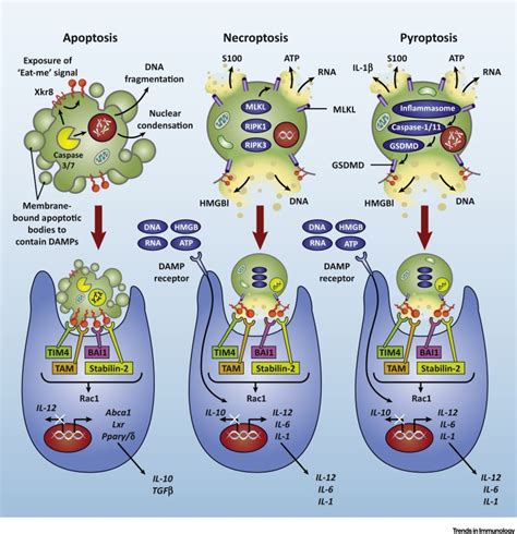 Programmed Cell Death and Inflammation: Winter Is Coming: Trends in Immunology