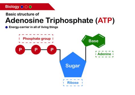 Atp Diagram