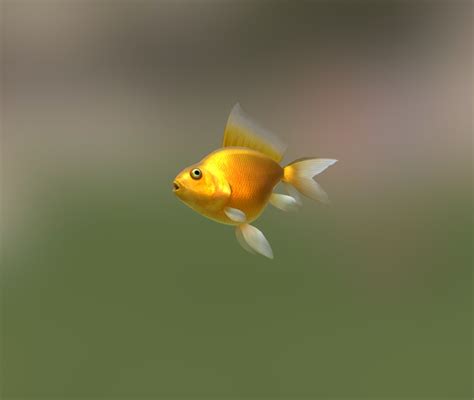 Goldfish - Download Free 3D model by 1catalogue [18f83fd] - Sketchfab